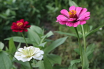 百日菊