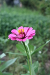 百日菊