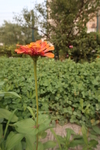 百日菊