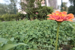 百日菊