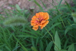 橘色百日菊