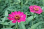 百日菊