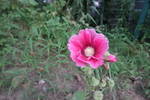 蜀葵花