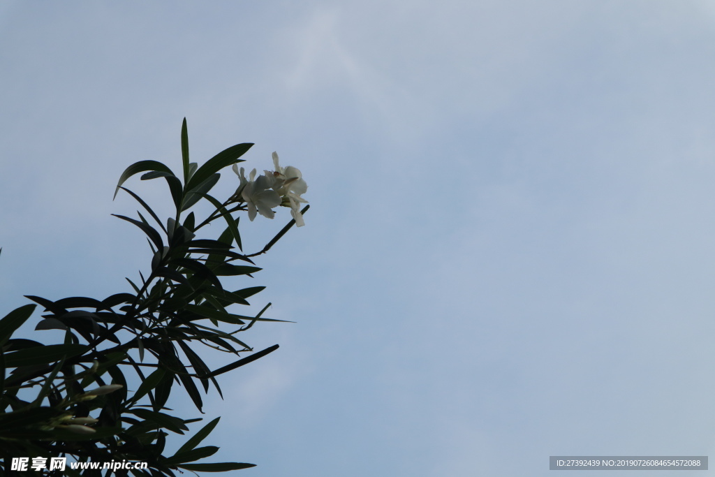 夹竹桃与天空