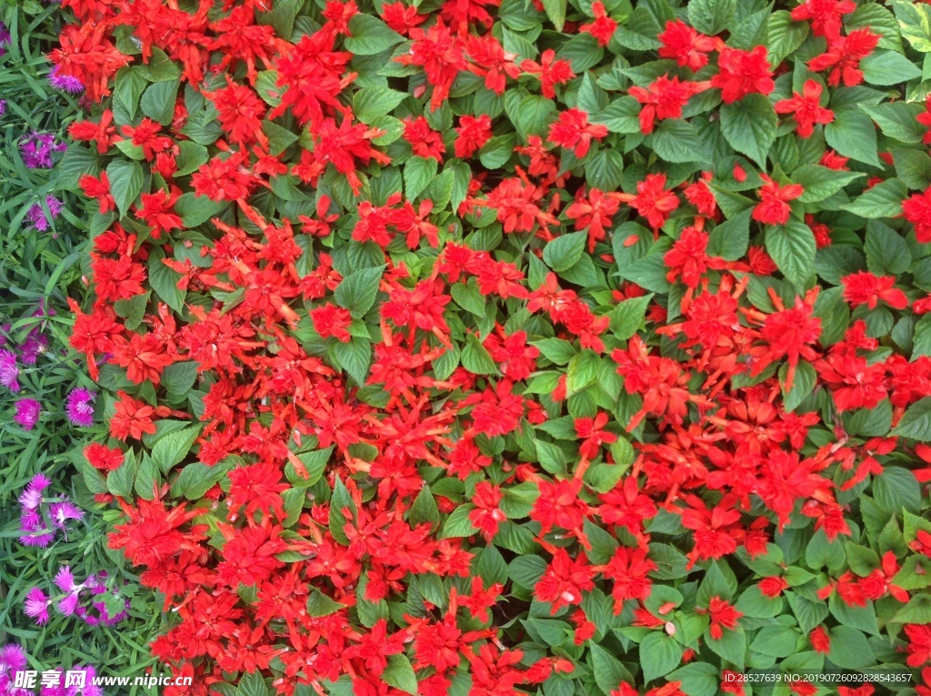 红色花圃