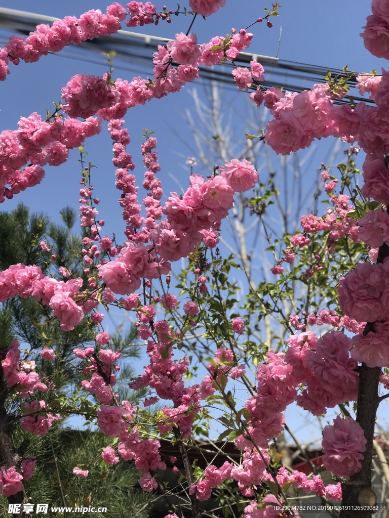 美丽的榆叶梅
