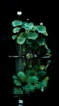 荷