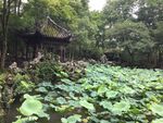 夏日荷塘