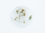 植物琥珀