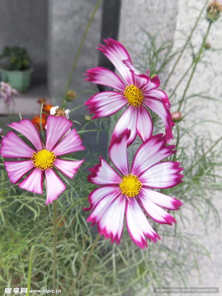 花
