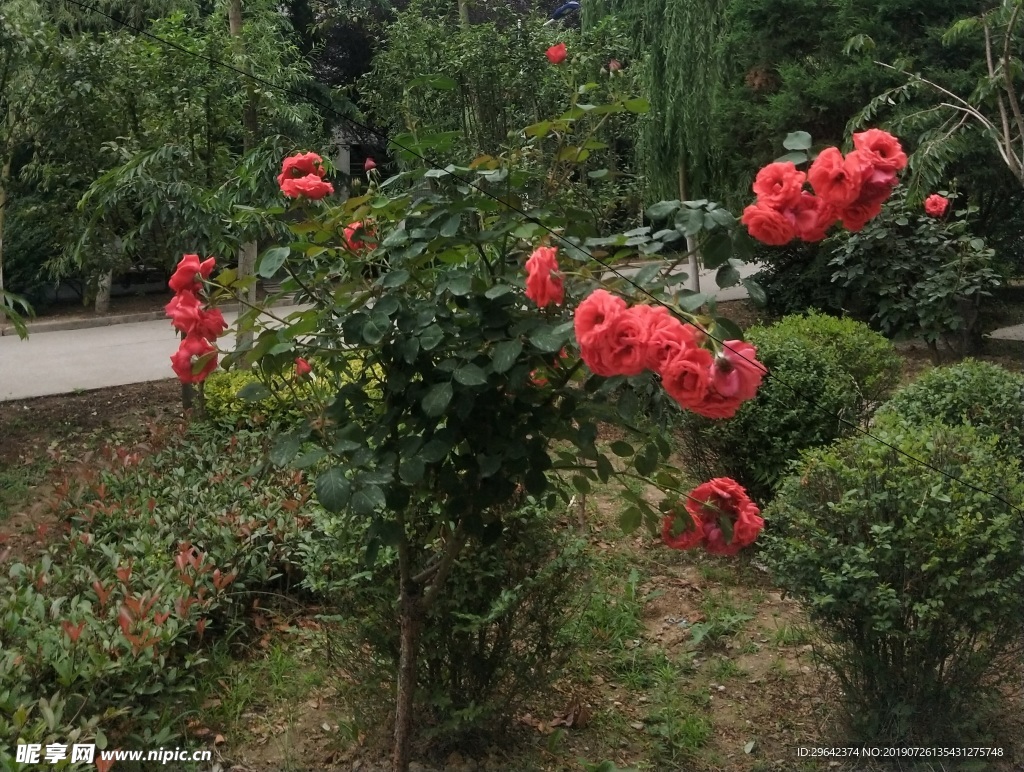 花草