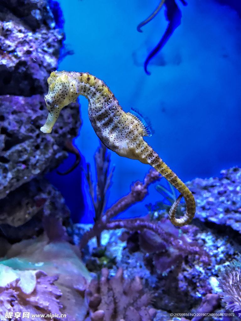 海马