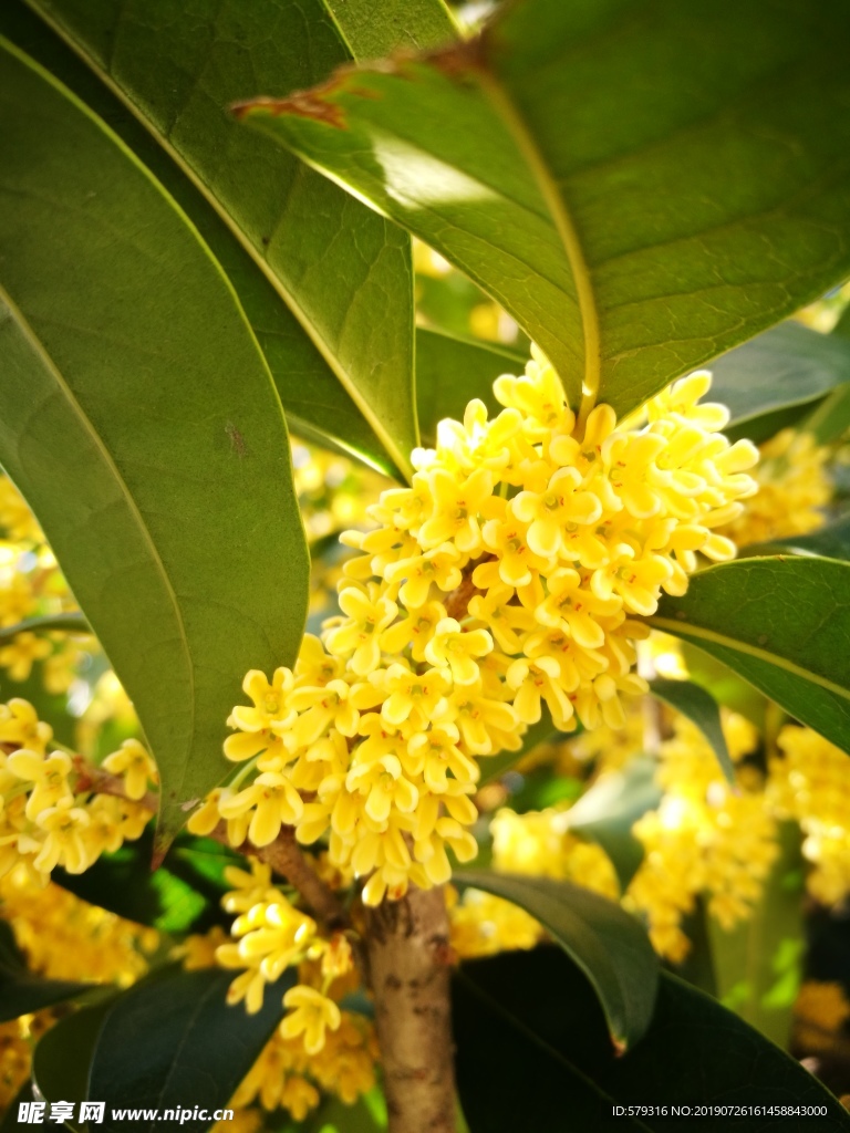 桂花