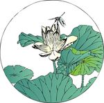 荷花