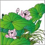 荷花