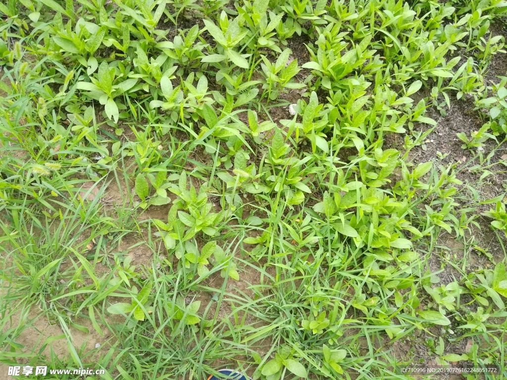 狗尾草 草 植物 叶片 野菜