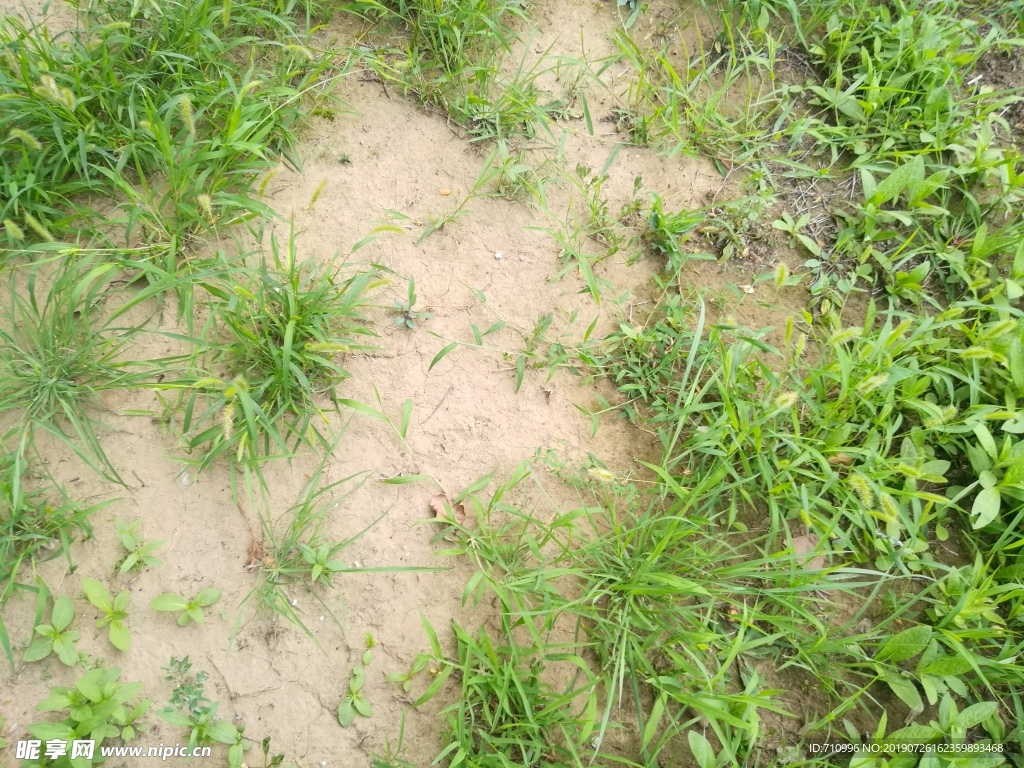 狗尾草 草 植物 叶片 植物照