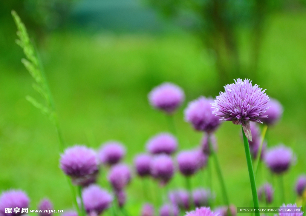 韭菜花