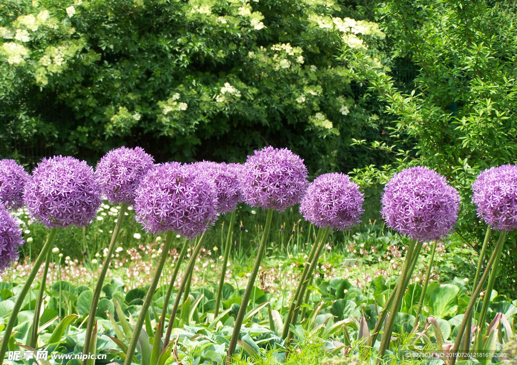 韭菜花
