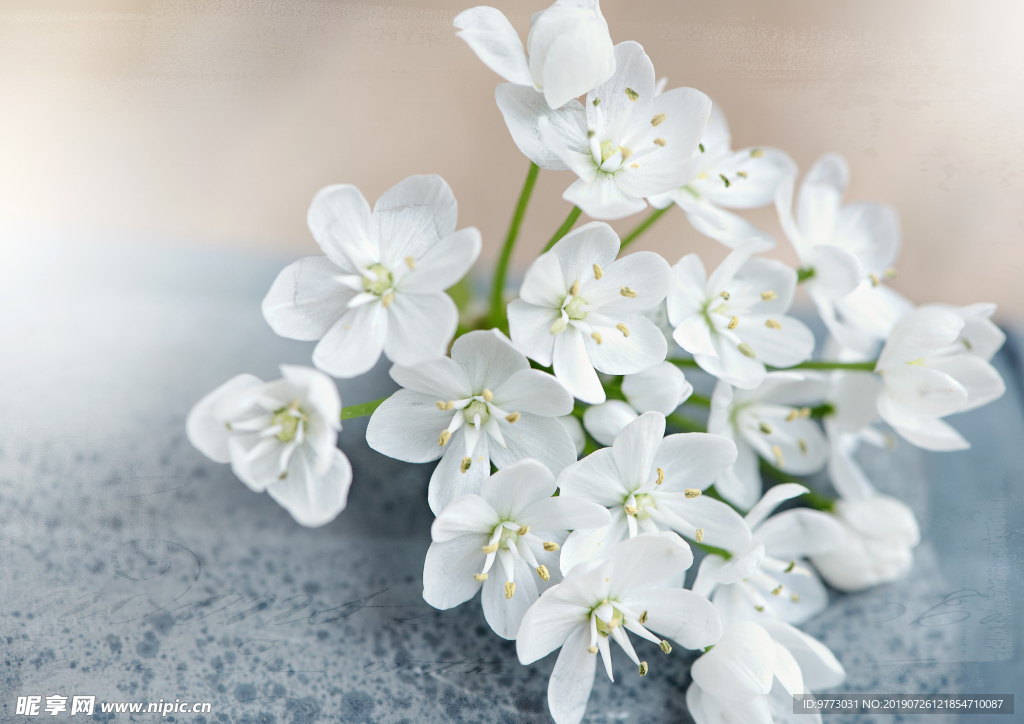 韭菜花