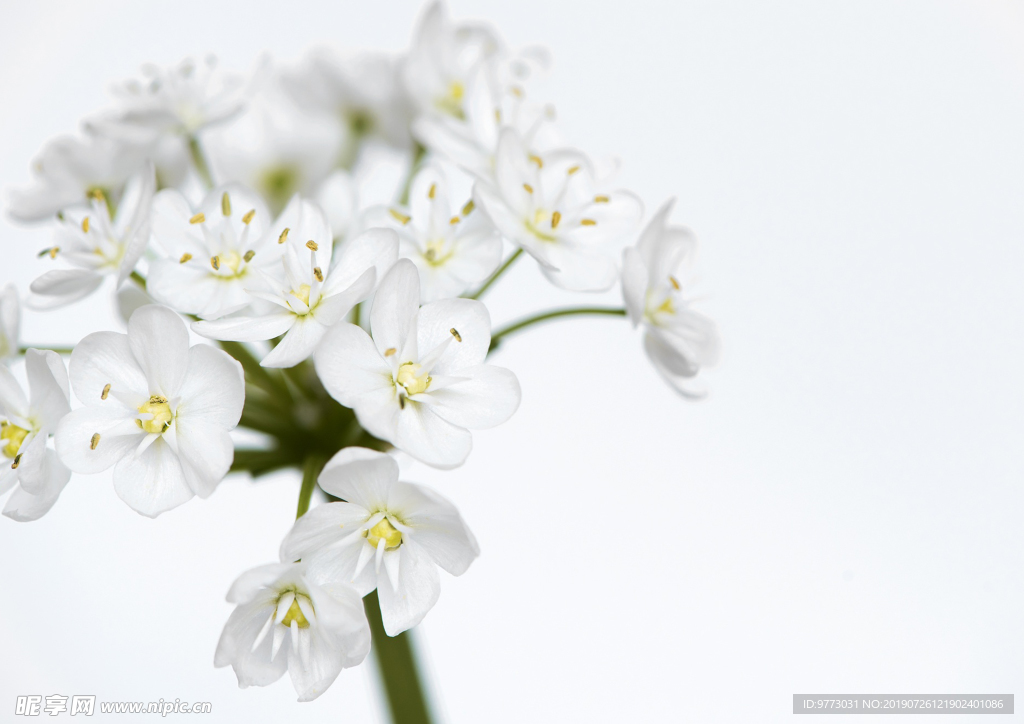 韭菜花