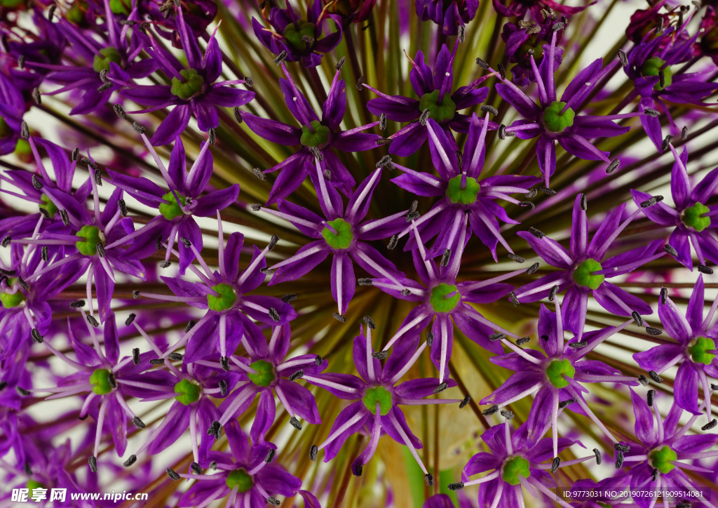韭菜花