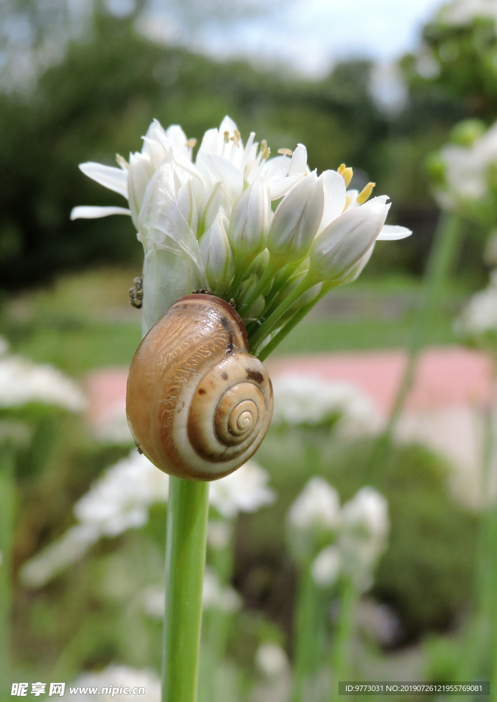 韭菜花