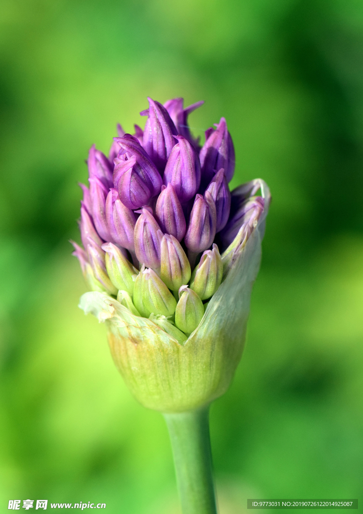 韭菜花