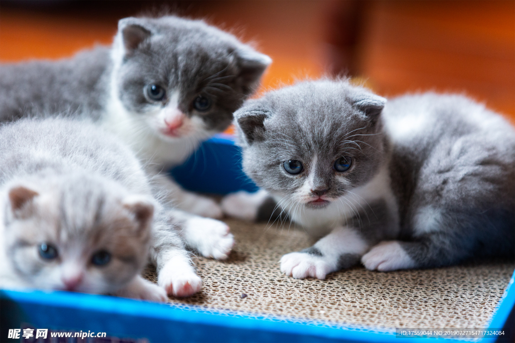 三只小奶猫--大宝二宝三宝