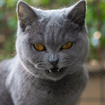 英短蓝猫--黑宝
