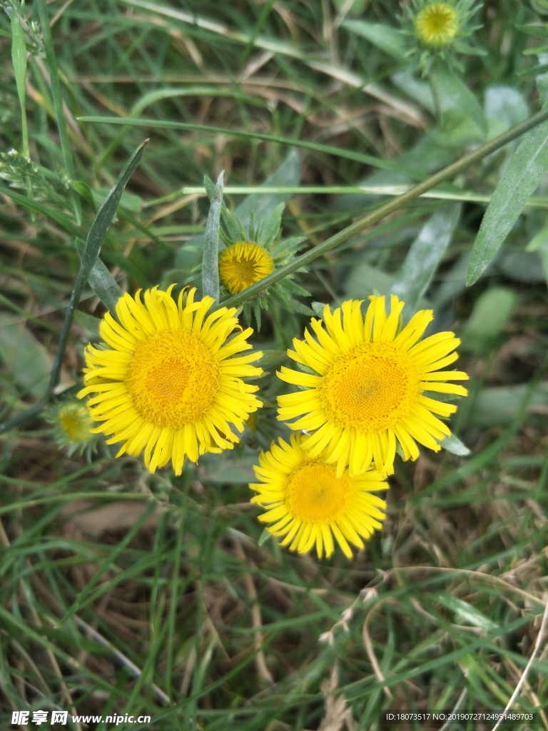 黄花