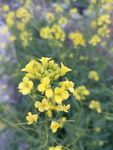 油菜花