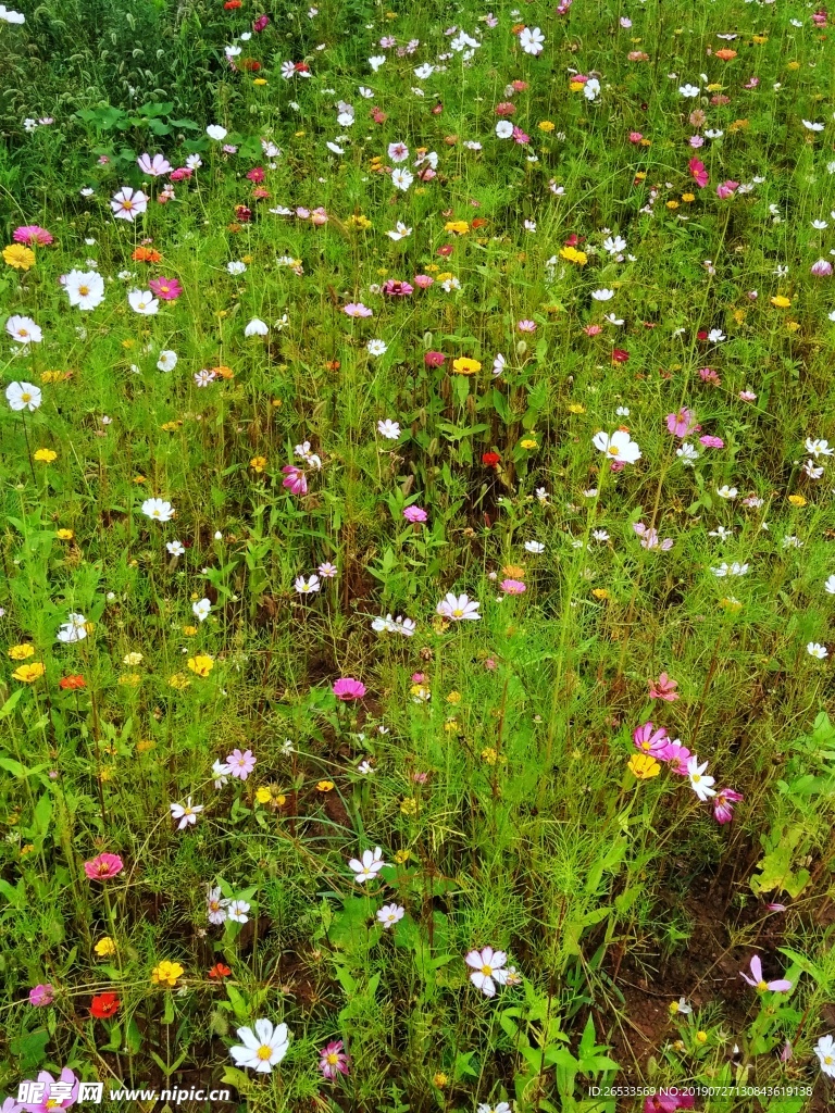 植物 春天 夏天 波斯菊 雏菊