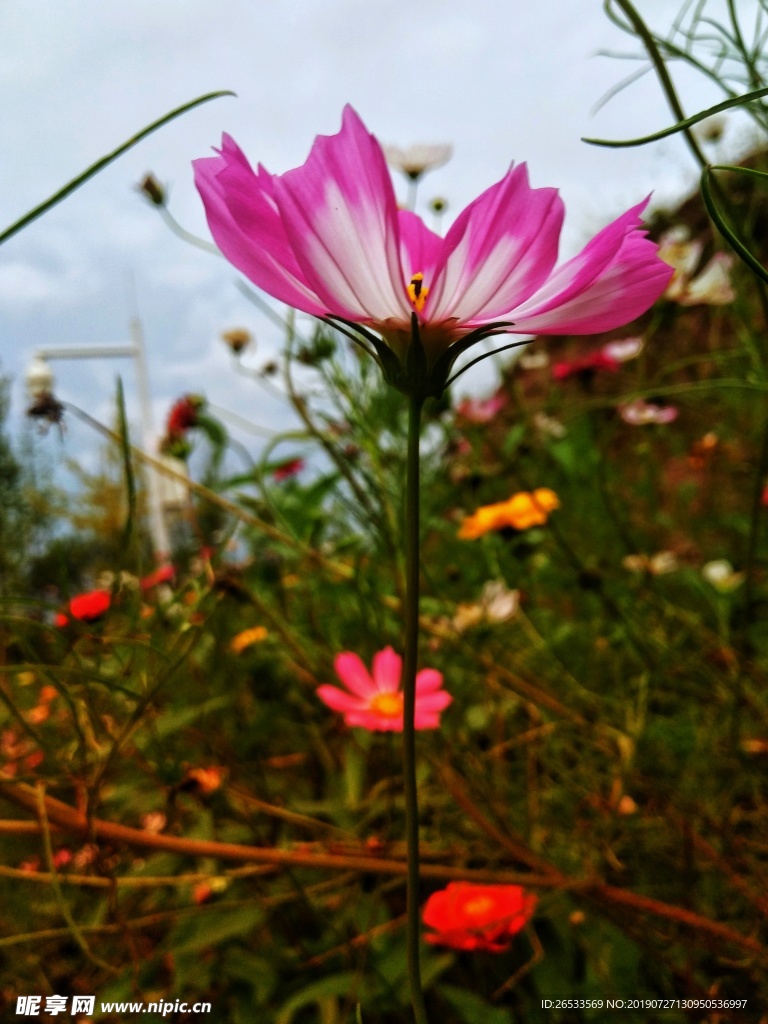 植物 春天 夏天 波斯菊 雏菊