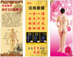 穴位图