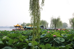 大明湖荷花风景画