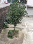 一棵树