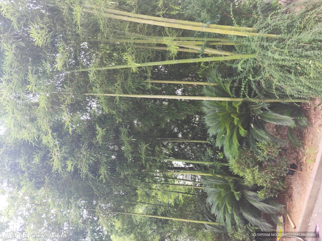 竹树