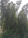 竹树