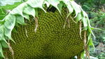 向日葵  植物  山野