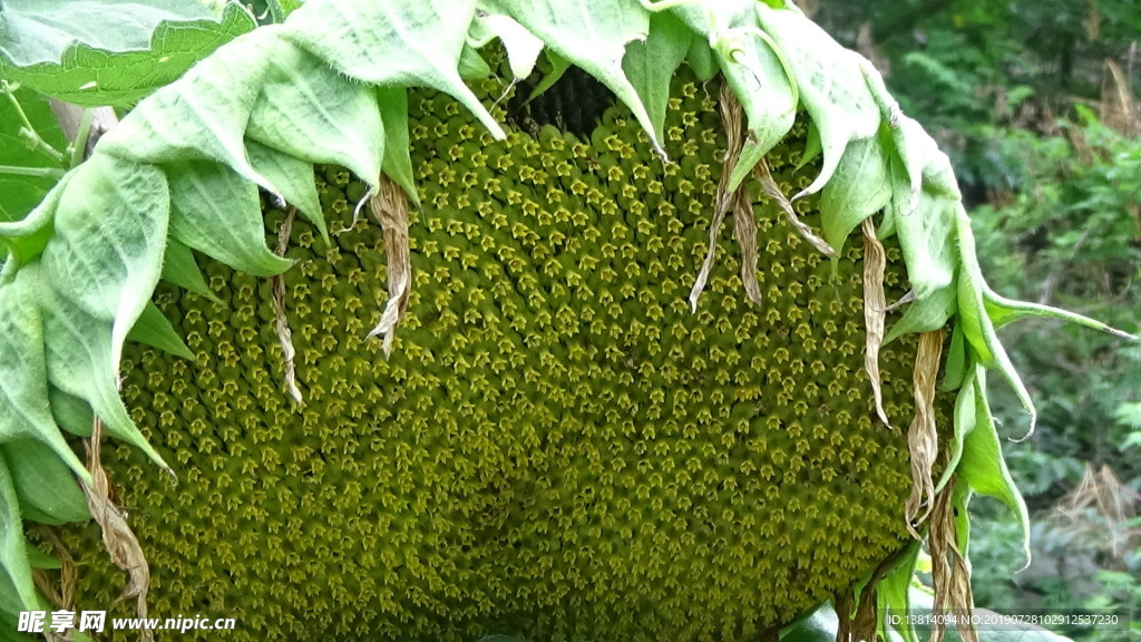 向日葵  植物  山野