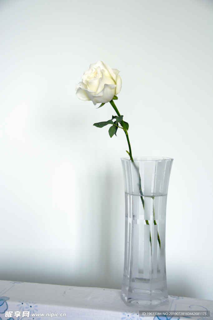 白玫瑰插瓶