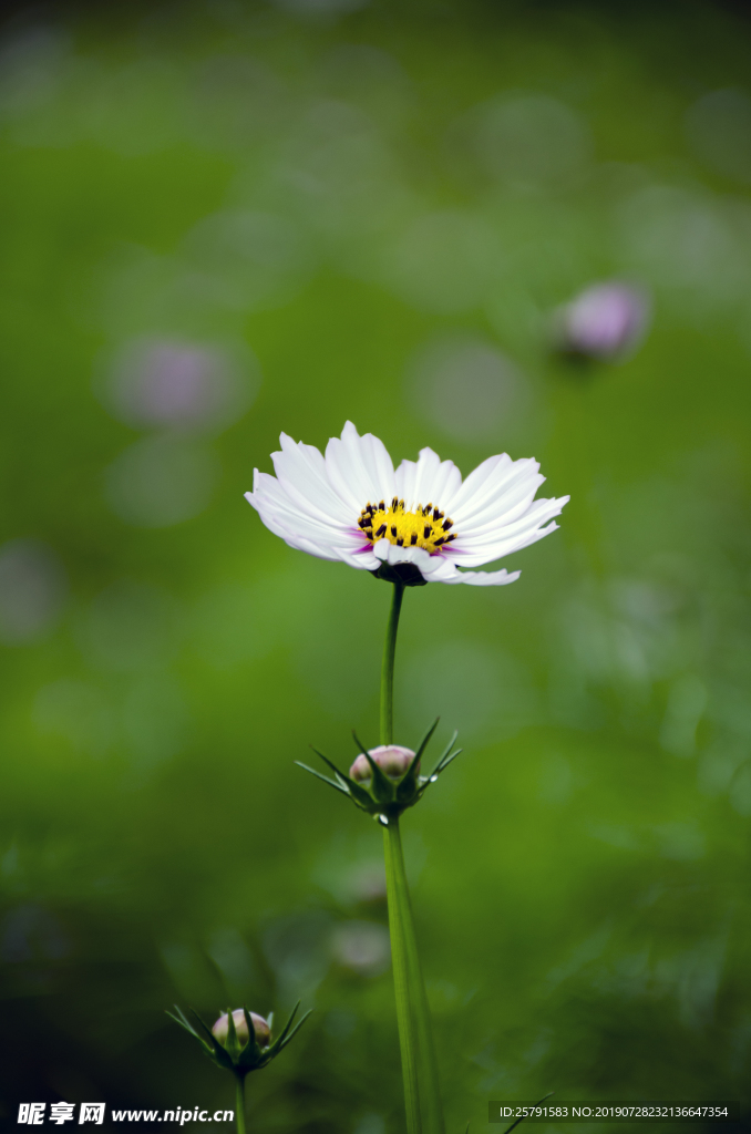 美丽的格桑花