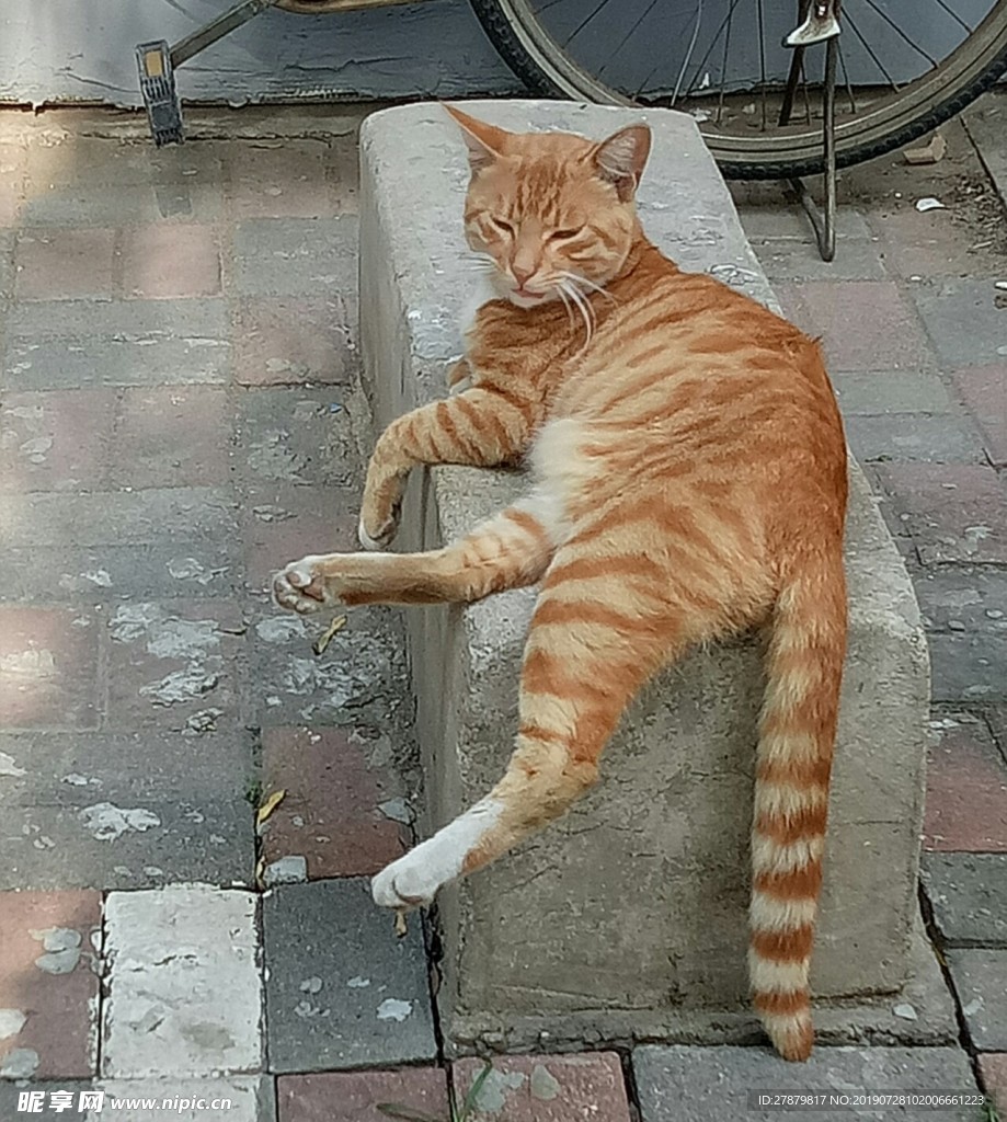 咪咪