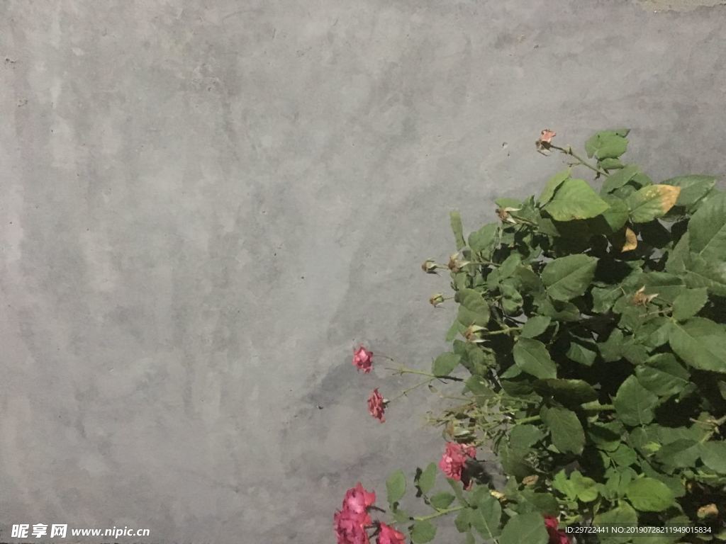 一簇角花