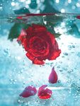 水中玫瑰花