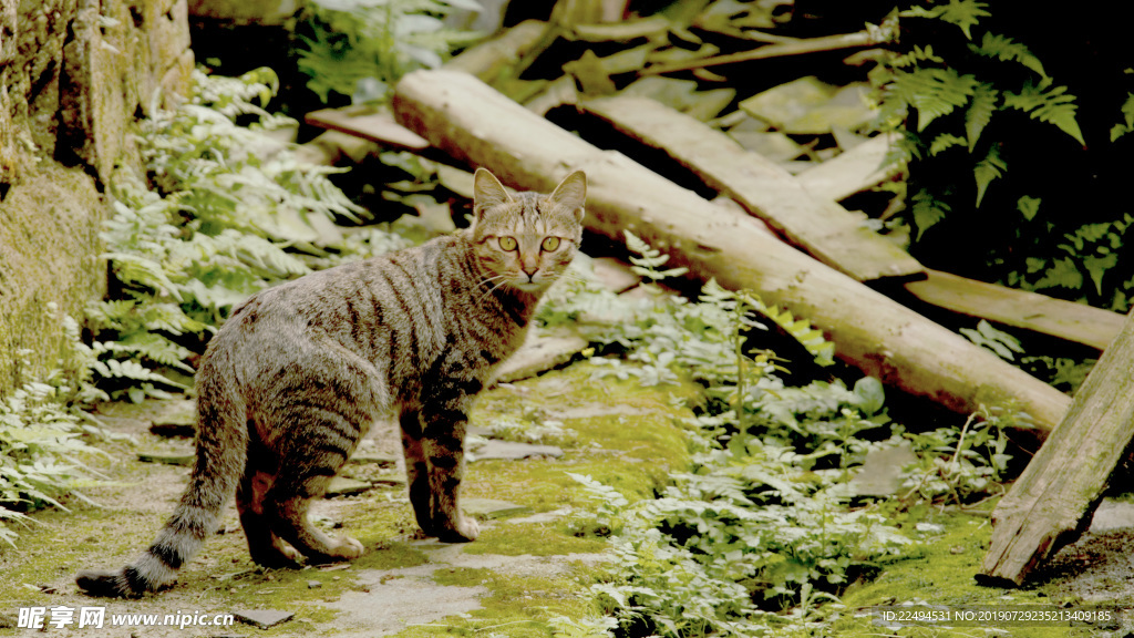 猫