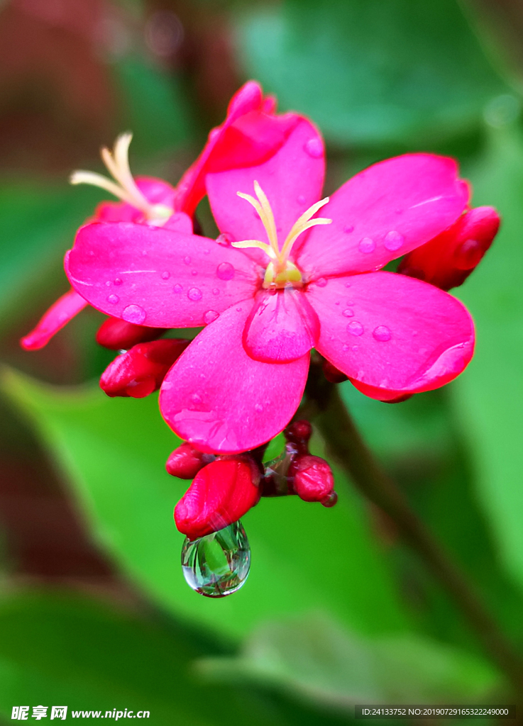 红花水滴