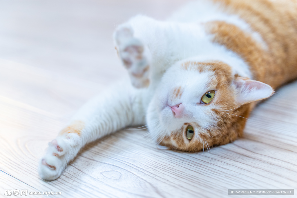 猫