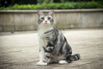 猫